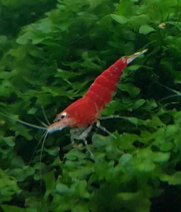 Super Crystal Red  Santa
